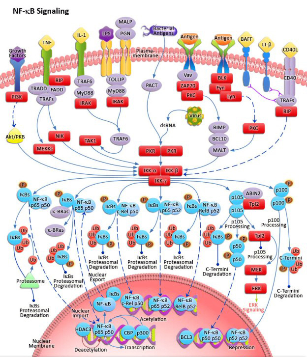 NFKB-Signaling(1).jpg