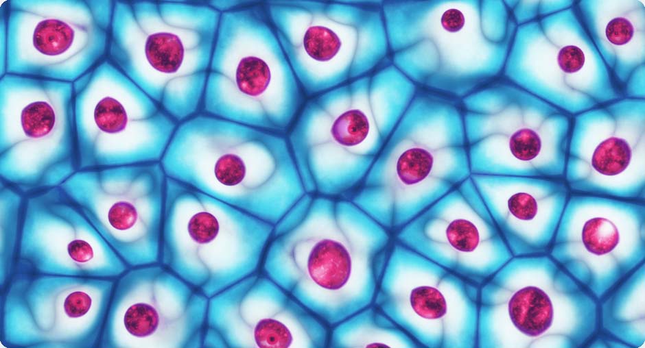 Cell Lines and Lysates