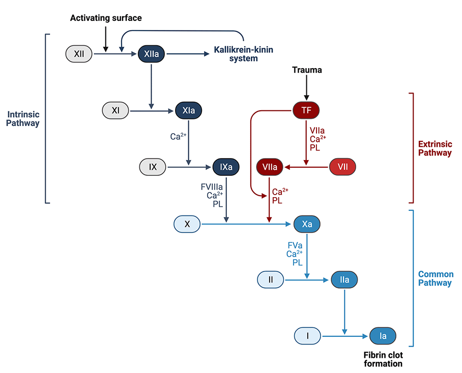 Coagulation Cascade