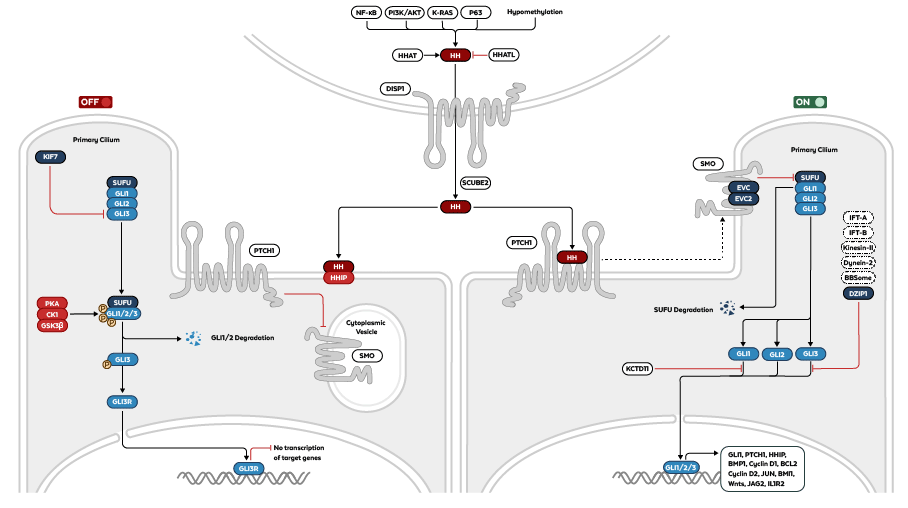 Hedgehog Pathway